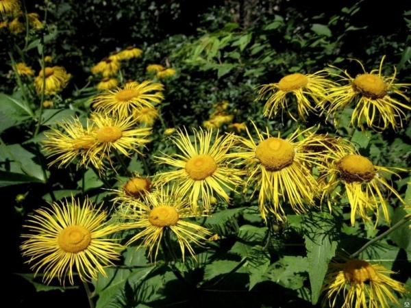 Девясила экстракт сухой водорастворимый лат.  Quercus cortex